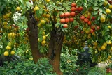 Loại quả tốt trên thế giới, Việt Nam trồng bạt ngàn thu hoạch nhiều năm bán 25.000 đ/kg, tốt cho sức khỏe