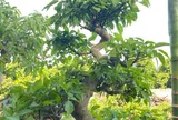 Loại lá vừa làm rau làm thuốc, giá 220.000 đồng/kg, vào chậu làm bonsai giá tiền triệu, trồng một chậu nhà không giàu cũng quý