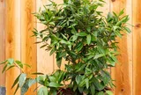 Loại lá thơm "3 trong 1" được ví như “kim cương”, giá 2 triệu đồng/kg, vào chậu làm bonsai trồng càng lâu càng có giá