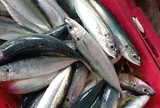 Loại cá rẻ tiền đầy ở chợ Việt nhưng giàu protein, omega-3 ngang cá hồi cho trẻ thông minh