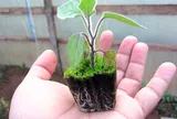 Rau xưa mọc đầy bờ ruộng bất ngờ “lên đời” thành đặc sản 55.000 đồng/kg, quả giá cao gấp 7 lần