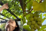 Kim Hiền vui mừng khi giàn nho lần đầu tiên cho trái sau 3 năm, thổ lộ một điều làm ai cũng gật gù