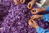 Thứ đặc sản đắt đỏ trên thế giới giá tới 450 triệu đồng/kg, Việt Nam trồng thành công, tốt cho sức khỏe
