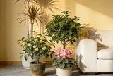 3 cây cảnh được ví như “bảo bối hút lộc”, dễ chăm, càng trồng lâu càng đẹp, nhà càng thêm sinh khí