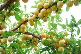 Loại quả tốt trên thế giới, Việt Nam trồng bạt ngàn thành đặc sản chỉ từ 25.000 đồng/kg, tốt cho sức khỏe