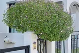 Loại lá vừa ăn vừa làm thuốc, giá 110.000 đồng/kg, trồng một cây làm bonsai trước cổng thơm khắp xóm