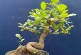 Loại lá vừa ăn vừa làm thuốc được, giá 200.000 đồng/kg, vào chậu làm bonsai giá tiền triệu, quả ăn lại càng ngon