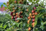 Loại quả tốt trên thế giới, Việt Nam trồng khắp nơi thành đặc sản nổi tiếng chỉ từ 20.000 đồng/kg, tốt cho sức khỏe
