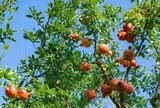 Loại quả tốt trên thế giới, Việt Nam trồng khắp nơi thành đặc sản nổi tiếng chỉ từ 30.000 đ/kg, tốt cho sức khỏe