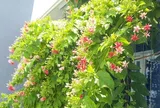 Loài hoa được ví như “nước hoa tự nhiên”, thơm nức khi trời tối, vừa làm thơm nhà vừa xua côn trùng