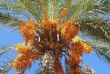 Loại quả tốt trên thế giới, Việt Nam trồng bạt ngàn thành đặc sản nổi tiếng từ 80.000 đ/kg, tốt cho sức khỏe