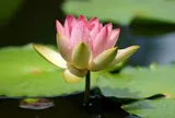 Người sở hữu 4 "báu vật" này, 9 phần 10 có mệnh tốt đáng ngưỡng mộ