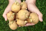 Không chỉ khoai tây mọc mầm, nhiều thực phẩm tưởng tươi ngon nhưng tiềm ẩn nguy hiểm mà ít người biết