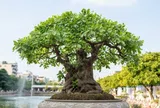 Loại lá vừa làm rau vừa làm thuốc, giá 100.000 đồng/kg, vào chậu làm bonsai giá tiền triệu giúp hút lộc, càng trồng lâu càng có giá