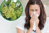 Mùi hoa sữa đậm đặc khắp các tuyến phố Hà Nội có gây ảnh hưởng đến sức khỏe?