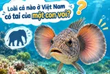 Loài cá nào ở Việt Nam có tai của một con voi?