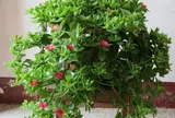 5 cây cảnh "đa năng" vừa đẹp nhà vừa ăn được lại hút tài lộc, loại thứ 3 quả giá 500.000 đồng/kg nhưng trồng cực dễ