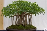 Loại lá vừa làm rau vừa làm thuốc, vào chậu làm bonsai giá tiền triệu, càng trồng lâu càng có giá, càng hút lộc mạnh