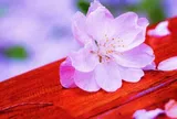 Dù ngại đến mấy, 3 kiểu tặng quà này chớ dại gửi đi