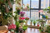 5 cây cảnh hiếm khi ra hoa, một khi bung nở liền được ví như “thần tài gõ cửa”