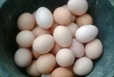 Mua trứng gà chỉ nên chọn quả nhỏ là đúng hay sai? Anh nông dân lỡ miệng nói, sau đừng mua bừa
