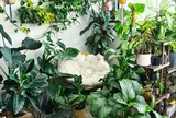 6 loại cây “nghe tên đã thấy tiền”, nhiều người muốn trồng trong nhà để hút tài lộc
