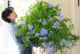 8 loại hoa "nghiện nở" bất chấp thời tiết, trồng một chậu ở ban công vừa đẹp vừa hút lộc, loại thứ 8 uốn bonsai giá tiền triệu