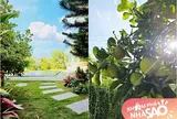 Cảnh hoa trái chen nhau ai nhìn cũng thích tại villa 600m2 của vợ chồng nam diễn viên nổi tiếng VTV ở Phú Thọ