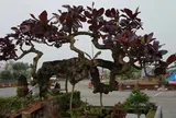 Loại lá tưởng bỏ đi không ngờ là “kho thuốc quý”, 80.000 đồng/kg, vào chậu làm bonsai giá tiền triệu, càng trồng lâu càng có giá