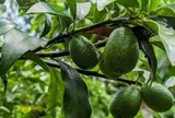 Loại quả tốt trên thế giới, Việt Nam trồng bạt ngàn thành đặc sản nổi tiếng giá chỉ từ 20.000 đ/kg, tốt cho sức khỏe