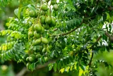 Loại lá vừa ăn vừa làm thuốc giá 100.000 đồng/kg, quả ăn càng ngon hơn, trồng trong chậu làm bonsai giúp hút lộc cực mạnh