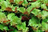 Loại lá thơm vừa ăn vừa làm thuốc, làm cảnh, giá 75.000 đồng/kg, cắm cành vào đất là sống, hái quanh năm không hết