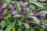 Loại lá “3 trong 1” giá 300 nghìn đồng/kg, trồng một chậu trong nhà vừa ăn vừa làm thuốc lại làm cảnh được