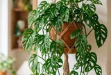 5 loại hoa "thác đổ" treo ban công đẹp mê mẩn, dễ trồng dễ chăm, người vụng mấy cũng trồng được