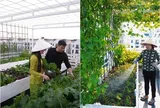 Á hậu là "phú bà Hà thành" có khu vườn sân thượng xanh mướt, nhận xét rau nhà trồng ngọt và thơm hơn đi mua