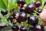 Loại quả tốt trên thế giới được trồng thành công ở Việt Nam, là đặc sản nổi tiếng giá từ 100.000 đ/kg, tốt cho sức khỏe
