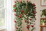 8 loại hoa rủ đẹp gấp 10 lần trầu bà, cành lá buông xuống tựa rèm xanh, người bận rộn mấy chăm cũng tươi tốt