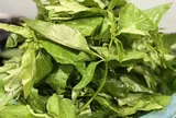 Cây rau dại mọc bờ rào có vị đắng, xưa có đầy nhưng ít người ăn, nay xào với tỏi ăn cực bắt cơm