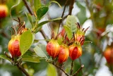 Loại quả vừa ăn vừa làm thuốc, giá 310.000 đồng/kg, hoa thơm hơn nước hoa, vào chậu làm bonsai giá tiền triệu