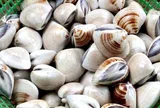 Ngao mua về ngập cát, ngư dân lâu năm mách làm thế này, chỉ phải phút là ngao há miệng nhổ sạch cát, tha hồ nấu ăn