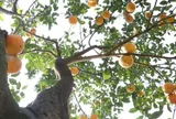 Loại quả tốt trên thế giới chỉ có ở Nghệ An, trồng một lần thu hoạch nhiều năm, thành đặc sản nổi tiếng tốt cho sức khỏe