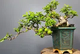 8 loại lá vừa ăn vừa làm thuốc, trồng vào chậu làm bonsai giá tiền triệu, càng tươi tốt nhà càng nhiều phúc khí, tài lộc
