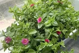 4 loài hoa vừa đẹp nhà vừa ăn được, trồng một lần hưởng lợi dài lâu, càng chăm càng mê