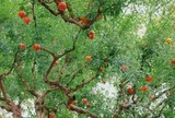 Loại quả vừa ăn vừa làm thuốc, giá 450.000 đồng/kg, trồng vào chậu làm bonsai giá tiền triệu lại hút lộc chiêu tài