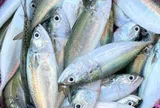 Loại cá phổ biến ở Việt Nam rất giàu omega-3 lại ít ngậm hóa chất, bổ dưỡng giúp trẻ thông minh