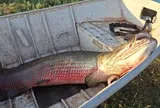 Suýt đứng tim khi kéo lên bờ sinh vật dài 1,9 mét, nặng 75kg: Danh tính thực sự gây choáng váng