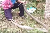 Rắn hổ mang chúa khổng lồ phục kích trong vườn cao su, lao vào tấn công thợ bắt rắn