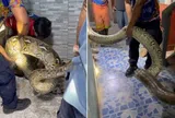 Kinh hãi phát hiện "quái thú" 30kg ẩn náu ngay dưới chân giường ngủ của các nữ sinh