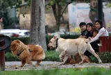 Từ 1/8 tới đây, để chó ra đường không rọ mõm có thể bị phạt tới 2 triệu đồng