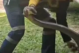 Mở nắp ca-pô, chủ xe tái xanh mặt phát hiện "quái vật" hổ mang chúa dài hơn 4 mét cuộn tròn trong động cơ